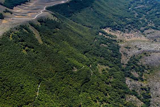 Forest and land area 3