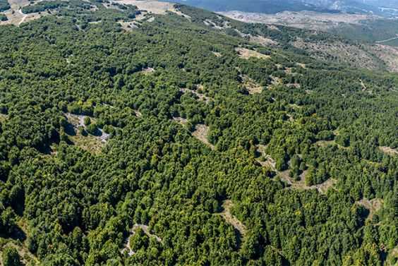 Forest and land area 5